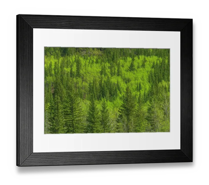 Framed Print : Canada, Alberta, Jasper National Park. Spring foliage in mountainside forest Framed Print : Canada, Alberta, Jasper National Park. Spring foliage in mountainside forest