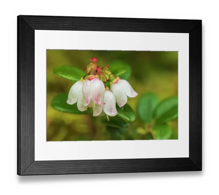 Framed Print : Canada, Alberta, Banff National Park. Mountain cranberry flower in Sunshine Meadows
