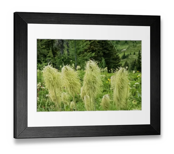 Framed Print : Canada, Alberta, Banff National Park. Seedheads of white pasqueflowers in Sunshine Meadows Framed Print : Canada, Alberta, Banff National Park. Seedheads of white pasqueflowers in Sunshine Meadows
