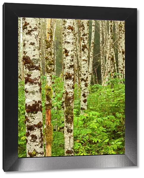 Canada, British Columbia, Inside Passage. Birch trees on Gribbell Island