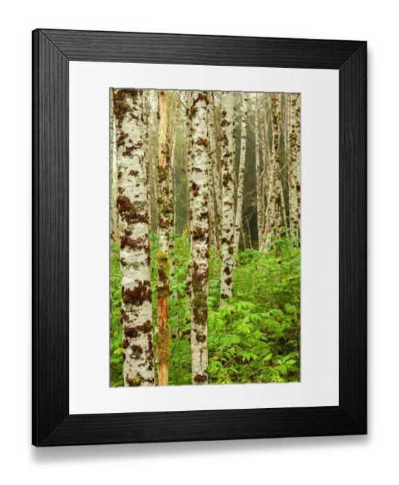 Framed Print : Canada, British Columbia, Inside Passage. Birch trees on Gribbell Island Framed Print : Canada, British Columbia, Inside Passage. Birch trees on Gribbell Island