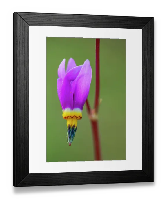 Framed Print : Canada, British Columbia, Kootenay National Park. Dark throat shooting star flower close-up Framed Print : Canada, British Columbia, Kootenay National Park. Dark throat shooting star flower close-up