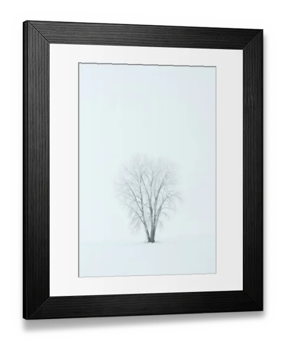 Framed Print : Canada, Manitoba, Dugald. Hoarfrost, covered plains cottonwood tree in fog Framed Print : Canada, Manitoba, Dugald. Hoarfrost, covered plains cottonwood tree in fog