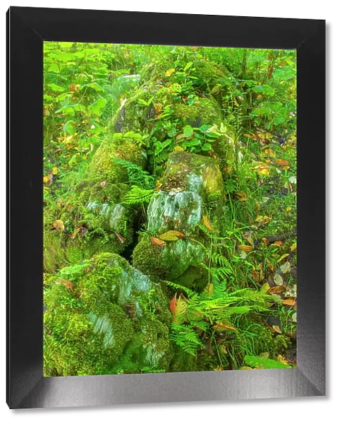 Canada, British Columbia, Inside Passage. Moss-covered fallen totem on Village Island