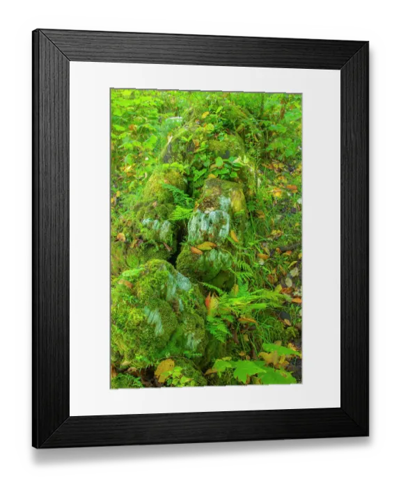 Framed Print : Canada, British Columbia, Inside Passage. Moss-covered fallen totem on Village Island Framed Print : Canada, British Columbia, Inside Passage. Moss-covered fallen totem on Village Island