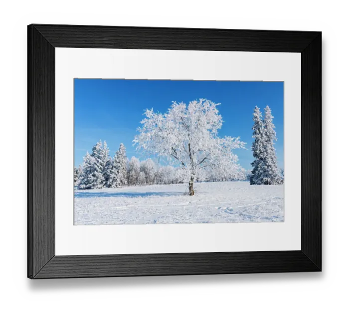 Framed Print : Canada, Manitoba, Birds Hill Provincial Park. Hoarfrost-covered trees Framed Print : Canada, Manitoba, Birds Hill Provincial Park. Hoarfrost-covered trees