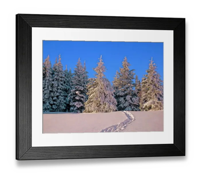 Framed Print : Canada, Manitoba, Riding Mountain National Park. Moose tracks in snow leading into forest Framed Print : Canada, Manitoba, Riding Mountain National Park. Moose tracks in snow leading into forest