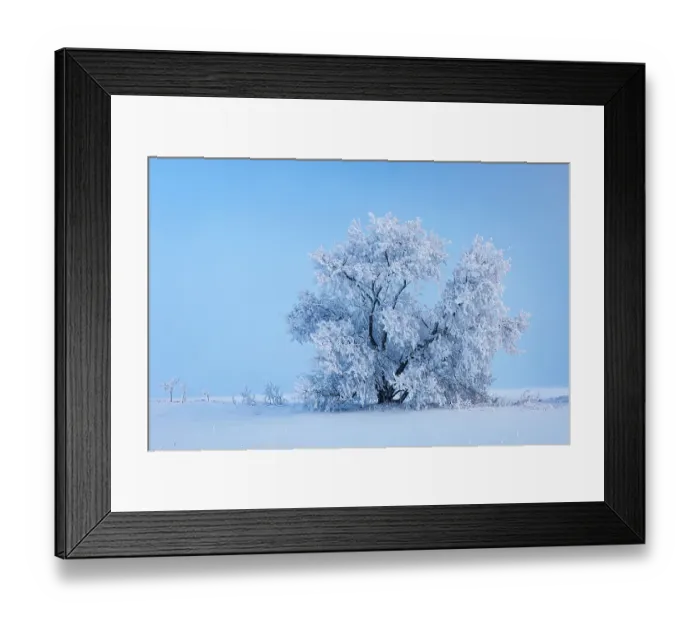 Framed Print : Canada, Manitoba, Oakbank. Hoarfrost-covered maple trees Framed Print : Canada, Manitoba, Oakbank. Hoarfrost-covered maple trees