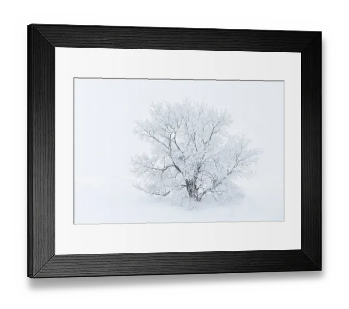Framed Print : Canada, Manitoba, Oakbank. Hoarfrost-covered maple trees Framed Print : Canada, Manitoba, Oakbank. Hoarfrost-covered maple trees