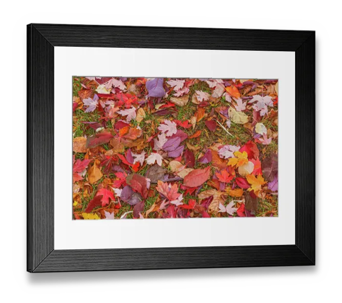 Framed Print : Canada, Manitoba, Winnipeg. Autumn maple leaves on ground Framed Print : Canada, Manitoba, Winnipeg. Autumn maple leaves on ground