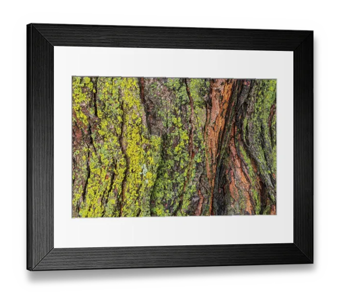 Framed Print : Canada, Manitoba, Winnipeg. Lichens on maple tree Framed Print : Canada, Manitoba, Winnipeg. Lichens on maple tree