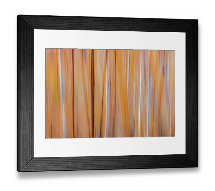 Framed Print : Canada, Manitoba, Winnipeg. Abstract of trees in Seine River Forest Framed Print : Canada, Manitoba, Winnipeg. Abstract of trees in Seine River Forest