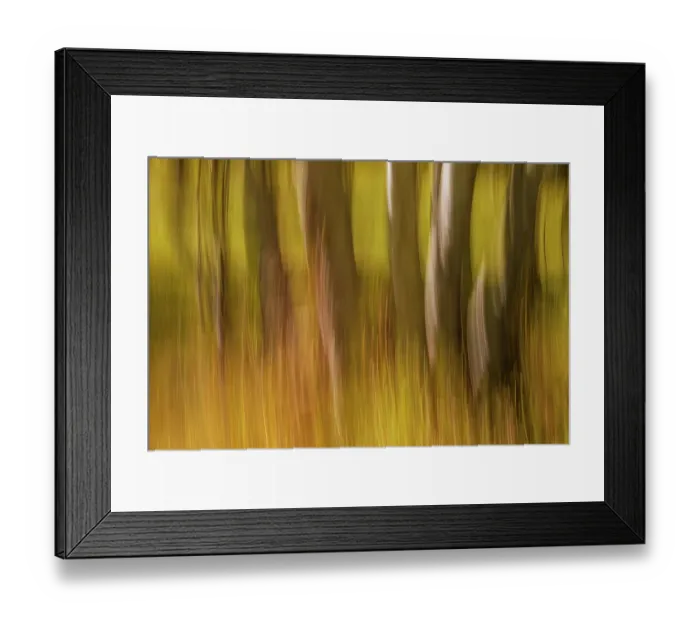 Framed Print : Canada, Manitoba, Winnipeg. Abstract of trees in Seine River Forest Framed Print : Canada, Manitoba, Winnipeg. Abstract of trees in Seine River Forest