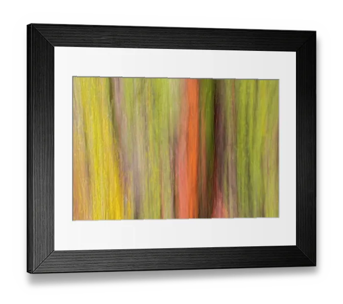 Framed Print : Canada, Manitoba, Winnipeg. Lichens on maple tree