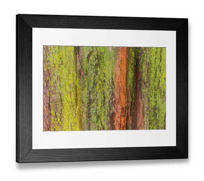 Framed Print : Canada, Manitoba, Winnipeg. Lichens on maple tree Framed Print : Canada, Manitoba, Winnipeg. Lichens on maple tree