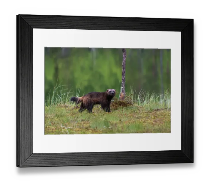 Framed Print : Portrait of a wolverine, Gulo gulo. Kuhmo, Oulu, Finland Framed Print : Portrait of a wolverine, Gulo gulo. Kuhmo, Oulu, Finland