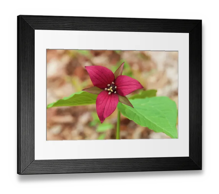 Framed Print : Canada, Ontario, Algonquin Provincial Park. Red trillium flower in spring Framed Print : Canada, Ontario, Algonquin Provincial Park. Red trillium flower in spring