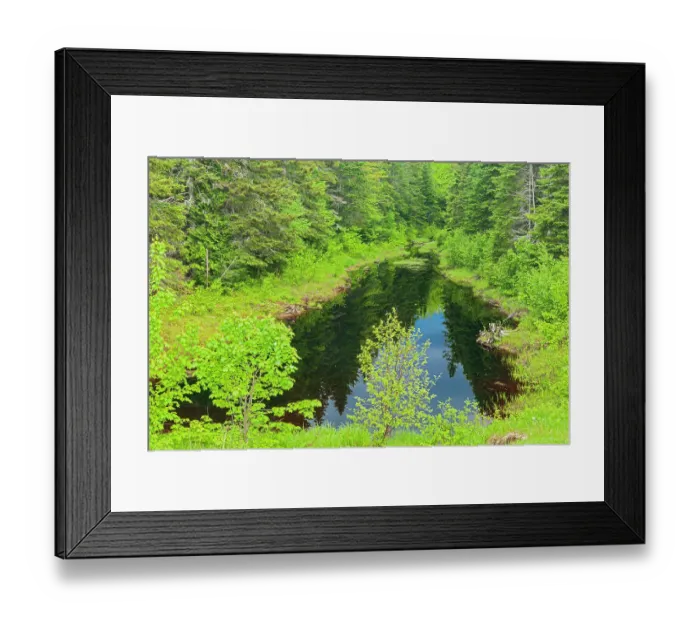 Framed Print : Canada, New Brunswick, Kouchibouguac National Park. Landscape with pond in springtime