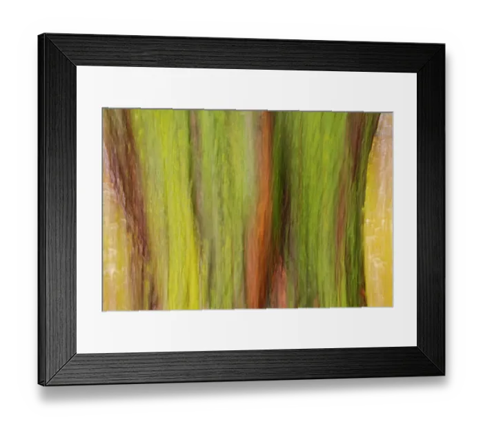Framed Print : Canada, Manitoba, Winnipeg. Lichens on maple tree Framed Print : Canada, Manitoba, Winnipeg. Lichens on maple tree
