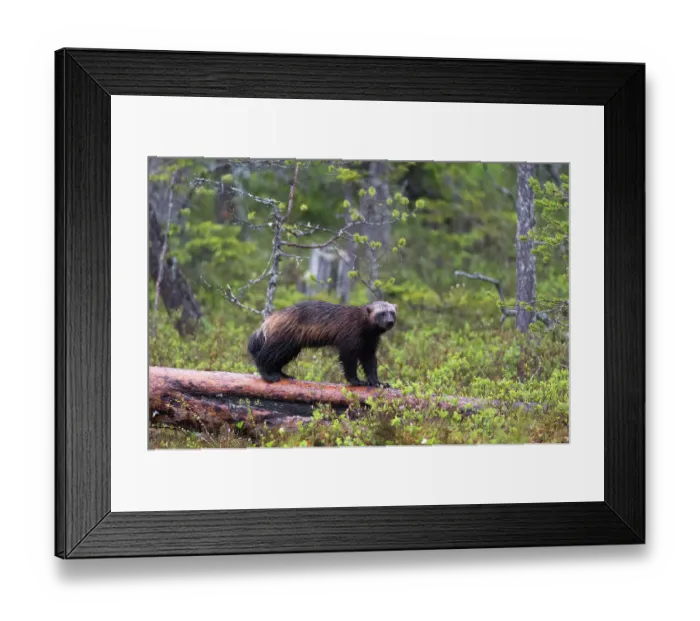 Framed Print : A wolverine, Gulo gulo, standing on a dead log. Kuhmo, Oulu, Finland Framed Print : A wolverine, Gulo gulo, standing on a dead log. Kuhmo, Oulu, Finland