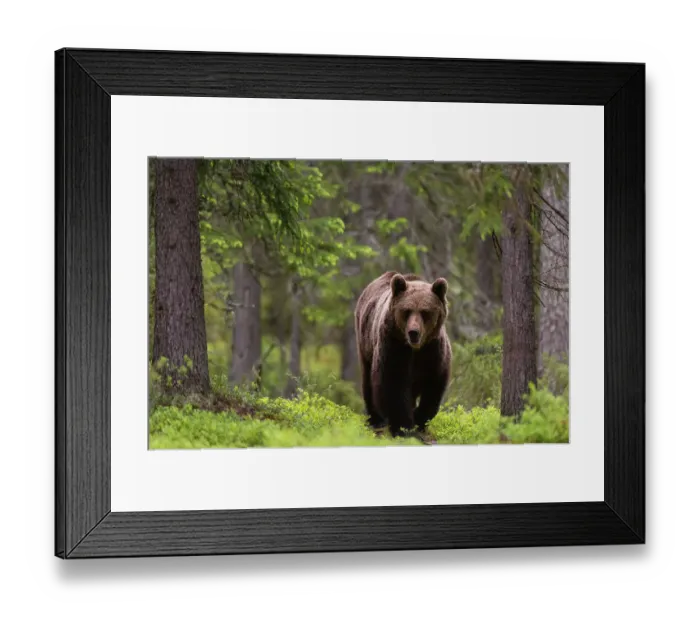 Framed Print : A European brown bear, Ursus arctos, walking in the forest. Kuhmo, Oulu, Finland Framed Print : A European brown bear, Ursus arctos, walking in the forest. Kuhmo, Oulu, Finland