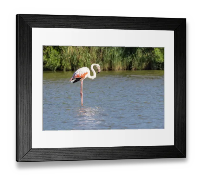 Framed Print : Saintes-Maries-de-la-Mer, Bouches-du-Rhone, Provence-Alpes-Cote d'Azur, France. Flamingo at the Ornithological Park of Pont de Gau