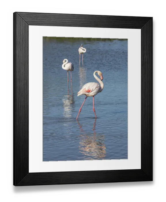 Framed Print : Saintes-Maries-de-la-Mer, Bouches-du-Rhone, Provence-Alpes-Cote d'Azur, France. Flamingos at the Ornithological Park of Pont de Gau