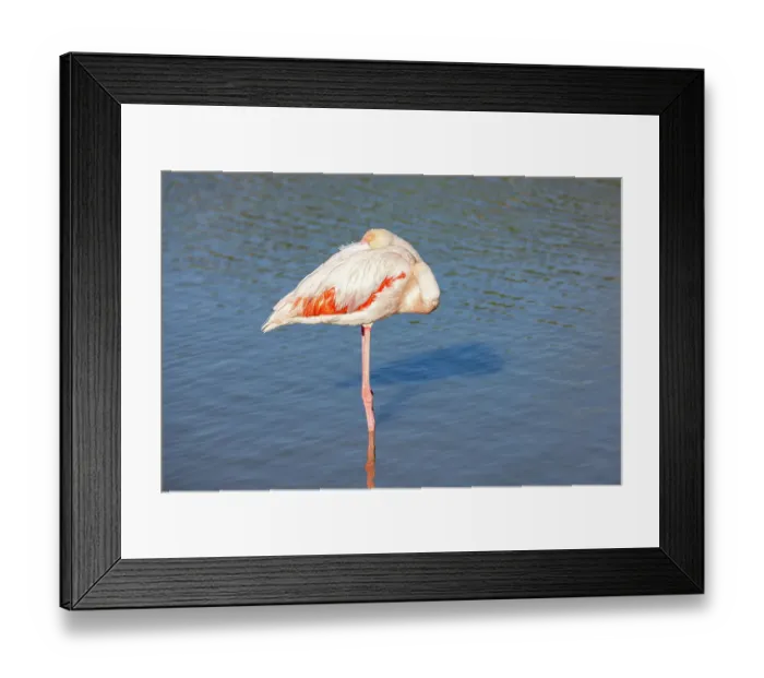 Framed Print : Saintes-Maries-de-la-Mer, Bouches-du-Rhone, Provence-Alpes-Cote d'Azur, France. Flamingo at the Ornithological Park of Pont de Gau Framed Print : Saintes-Maries-de-la-Mer, Bouches-du-Rhone, Provence-Alpes-Cote d'Azur, France. Flamingo at the Ornithological Park of Pont de Gau
