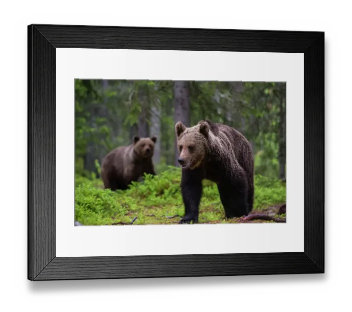 Framed Print : Two European brown bears, Ursus arctos, walking in the forest. Kuhmo, Oulu, Finland