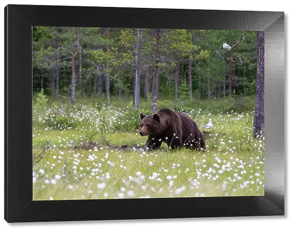 A European brown bear, Ursus arctos, walking in a meadow of blooming cotton grass, Kuhmo, Finland
