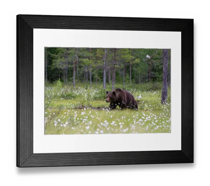 Framed Print : A European brown bear, Ursus arctos, walking in a meadow of blooming cotton grass, Kuhmo, Finland