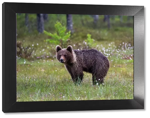 Portrait of a juvenile European brown bear, Ursus arctos. Kuhmo, Oulu, Finland