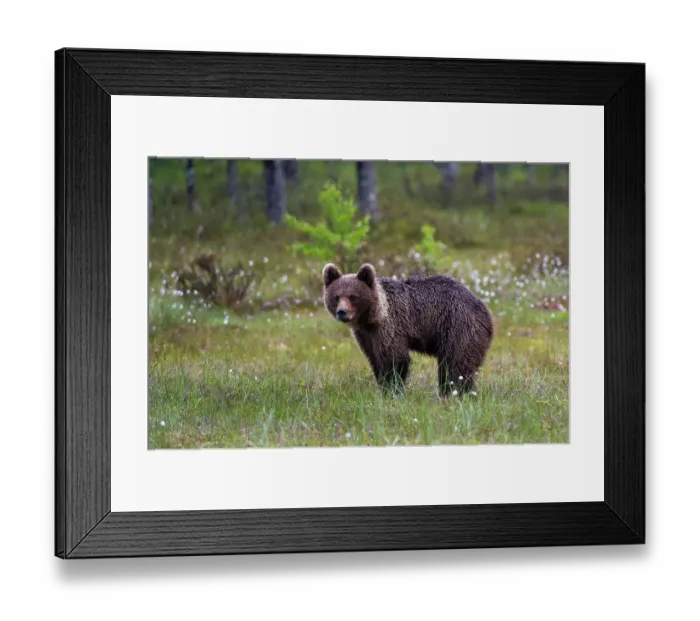 Framed Print : Portrait of a juvenile European brown bear, Ursus arctos. Kuhmo, Oulu, Finland
