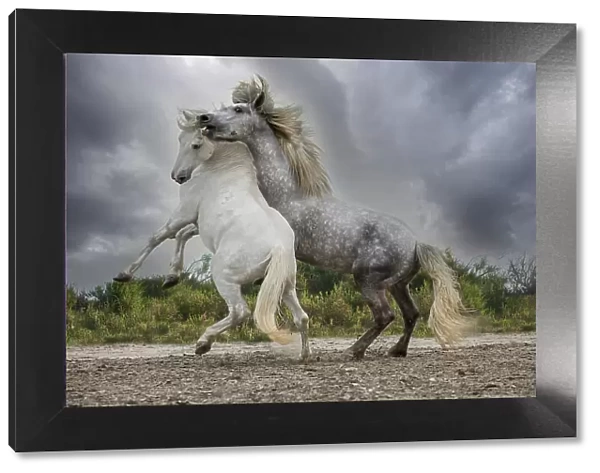 Europe, France. White and gray stallions of the Camargue region fighting