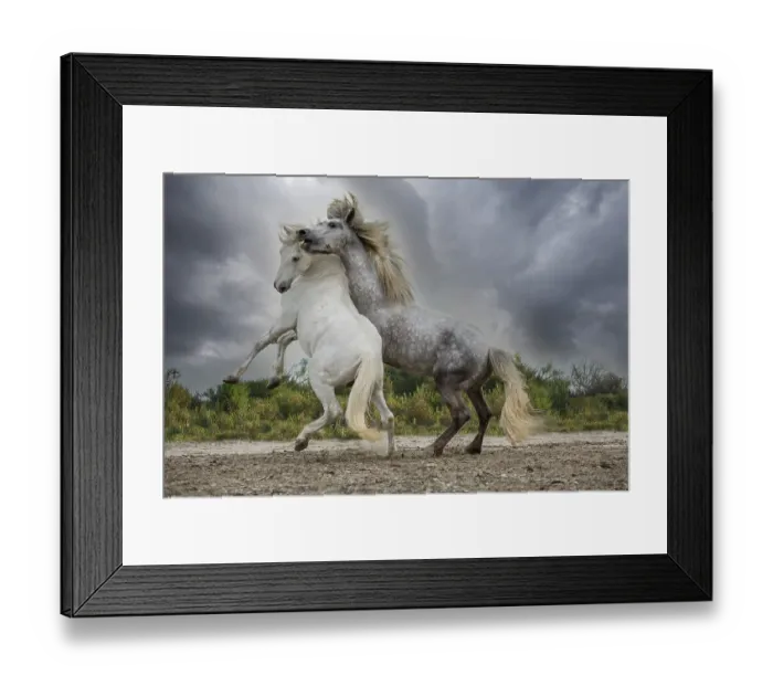 Framed Print : Europe, France. White and gray stallions of the Camargue region fighting