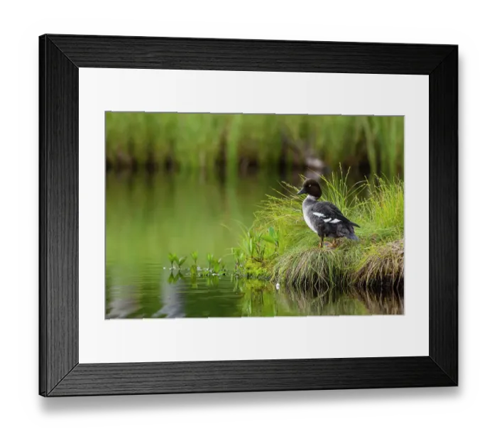 Framed Print : A common goldeneye, Bucephala clangula, Kuhmo, Finland