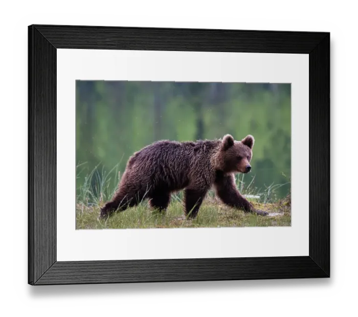 Framed Print : Portrait of a European brown bear, Ursus arctos, walking. Kuhmo, Oulu, Finland Framed Print : Portrait of a European brown bear, Ursus arctos, walking. Kuhmo, Oulu, Finland