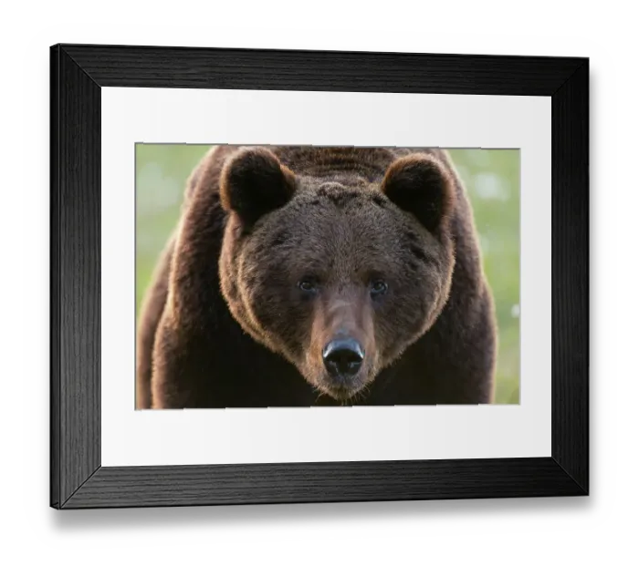 Framed Print : Close-up portrait of European brown bear, Ursus arctos. Kuhmo, Oulu, Finland Framed Print : Close-up portrait of European brown bear, Ursus arctos. Kuhmo, Oulu, Finland