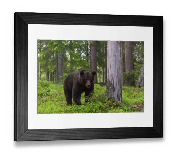 Framed Print : A European brown bear, Ursus arctos, walking in the forest. Kuhmo, Oulu, Finland Framed Print : A European brown bear, Ursus arctos, walking in the forest. Kuhmo, Oulu, Finland