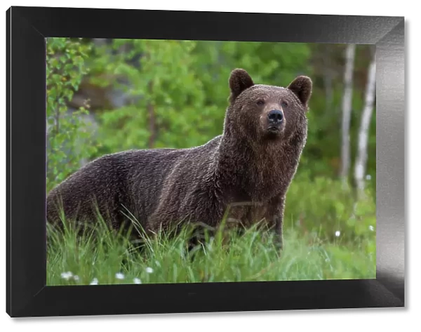 Portrait of a European brown bear, Ursus arctos, Kuhmo, Finland