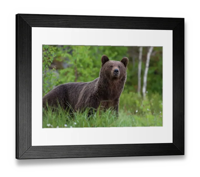 Framed Print : Portrait of a European brown bear, Ursus arctos, Kuhmo, Finland Framed Print : Portrait of a European brown bear, Ursus arctos, Kuhmo, Finland