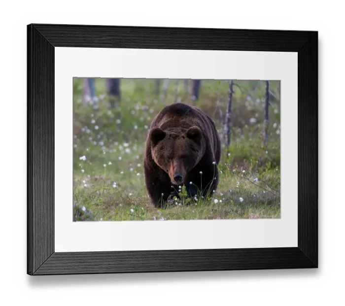 Framed Print : A European brown bear, Ursus arctos, walking in a meadow of blooming cotton grass. Kuhmo, Oulu, Finland Framed Print : A European brown bear, Ursus arctos, walking in a meadow of blooming cotton grass. Kuhmo, Oulu, Finland