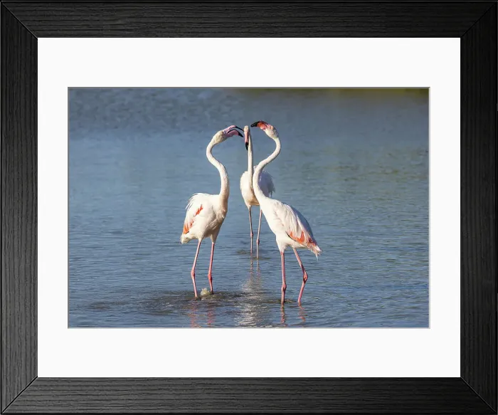 Framed Print : Saintes-Maries-de-la-Mer, Bouches-du-Rhone, Provence-Alpes-Cote d'Azur, France. Flamingos at the Ornithological Park of Pont de Gau Framed Print : Saintes-Maries-de-la-Mer, Bouches-du-Rhone, Provence-Alpes-Cote d'Azur, France. Flamingos at the Ornithological Park of Pont de Gau