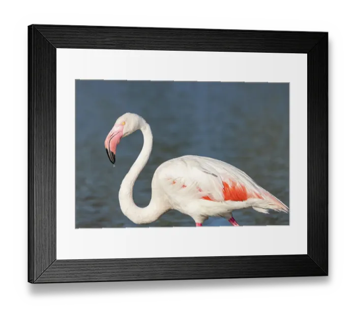 Framed Print : Saintes-Maries-de-la-Mer, Bouches-du-Rhone, Provence-Alpes-Cote d'Azur, France. Flamingo at the Ornithological Park of Pont de Gau Framed Print : Saintes-Maries-de-la-Mer, Bouches-du-Rhone, Provence-Alpes-Cote d'Azur, France. Flamingo at the Ornithological Park of Pont de Gau