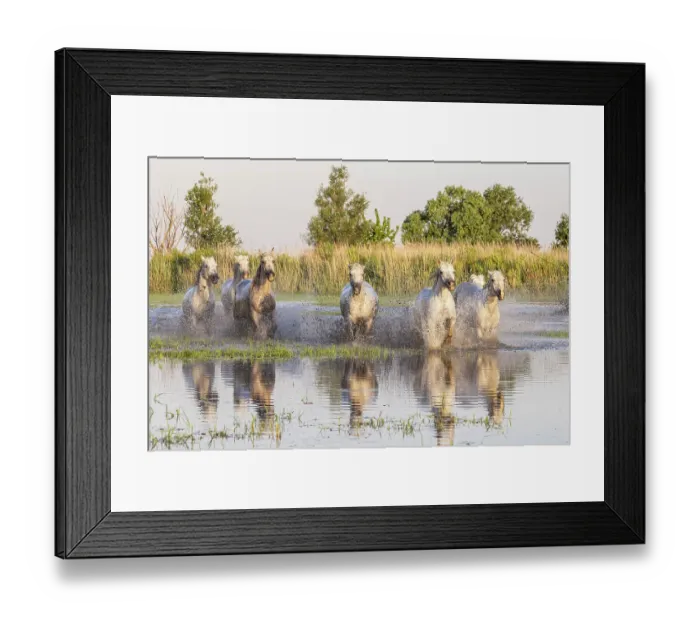 Framed Print : Saintes-Maries-de-la-Mer, Bouches-du-Rhone, Provence-Alpes-Cote d'Azur, France. Horses running through the marshes in the Camargue