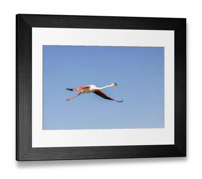 Framed Print : Saintes-Maries-de-la-Mer, Bouches-du-Rhone, Provence-Alpes-Cote d'Azur, France. Flamingo at the Ornithological Park of Pont de Gau