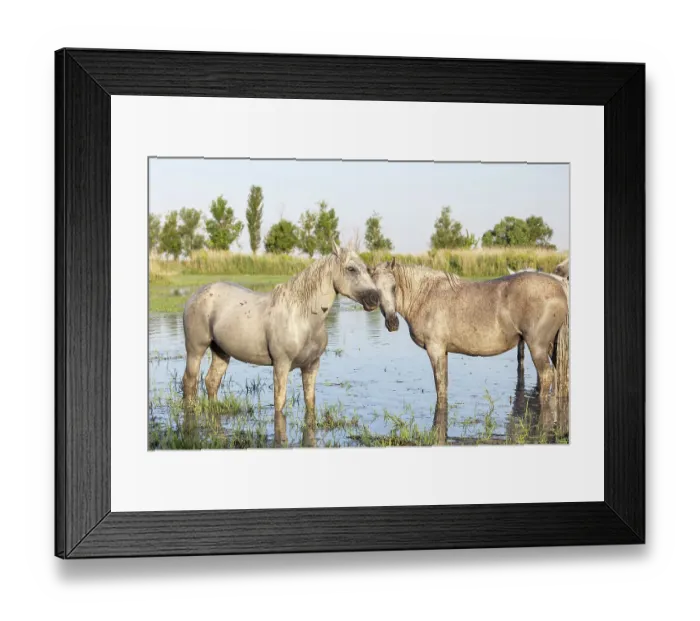 Framed Print : Saintes-Maries-de-la-Mer, Bouches-du-Rhone, Provence-Alpes-Cote d'Azur, France. Horses in the marshes of the Camargue Framed Print : Saintes-Maries-de-la-Mer, Bouches-du-Rhone, Provence-Alpes-Cote d'Azur, France. Horses in the marshes of the Camargue