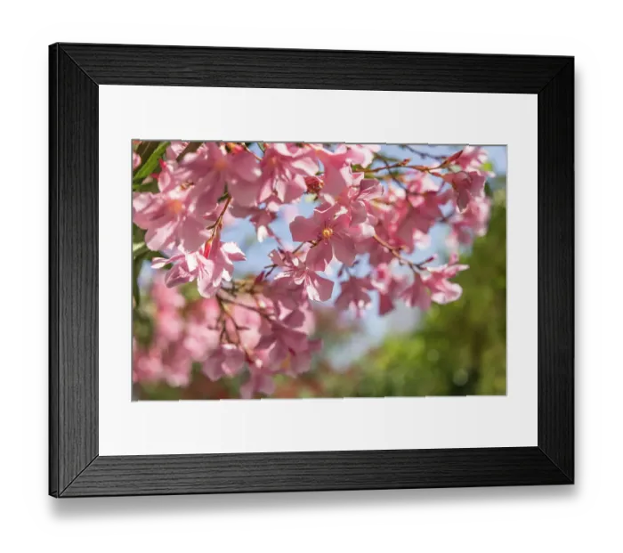 Framed Print : Saintes-Maries-de-la-Mer, Bouches-du-Rhone, Provence-Alpes-Cote d'Azur, France. Pink flowering tree in the south of France Framed Print : Saintes-Maries-de-la-Mer, Bouches-du-Rhone, Provence-Alpes-Cote d'Azur, France. Pink flowering tree in the south of France