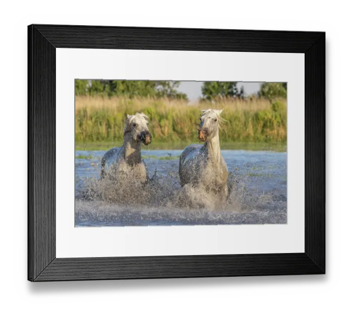 Framed Print : Saintes-Maries-de-la-Mer, Bouches-du-Rhone, Provence-Alpes-Cote d'Azur, France. Horses running through the marshes in the Camargue