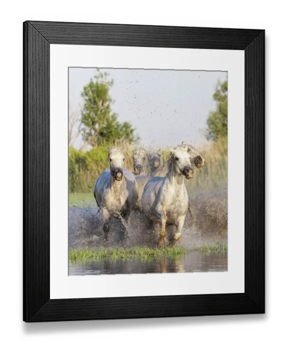Framed Print : Saintes-Maries-de-la-Mer, Bouches-du-Rhone, Provence-Alpes-Cote d'Azur, France. Horses running through the marshes in the Camargue